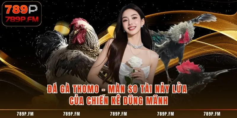 Đá Gà Thomo - Màn So Tài Nảy Lửa Của Chiến Kê Dũng Mãnh